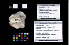 Foto (Objekt + Etikett) von Ululapagurus oroszyi (Fraaije et al., 2019)  (NHMW-GEO-1990-0041-2644)